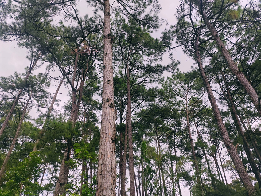 长势良好的人工林。周维艳摄