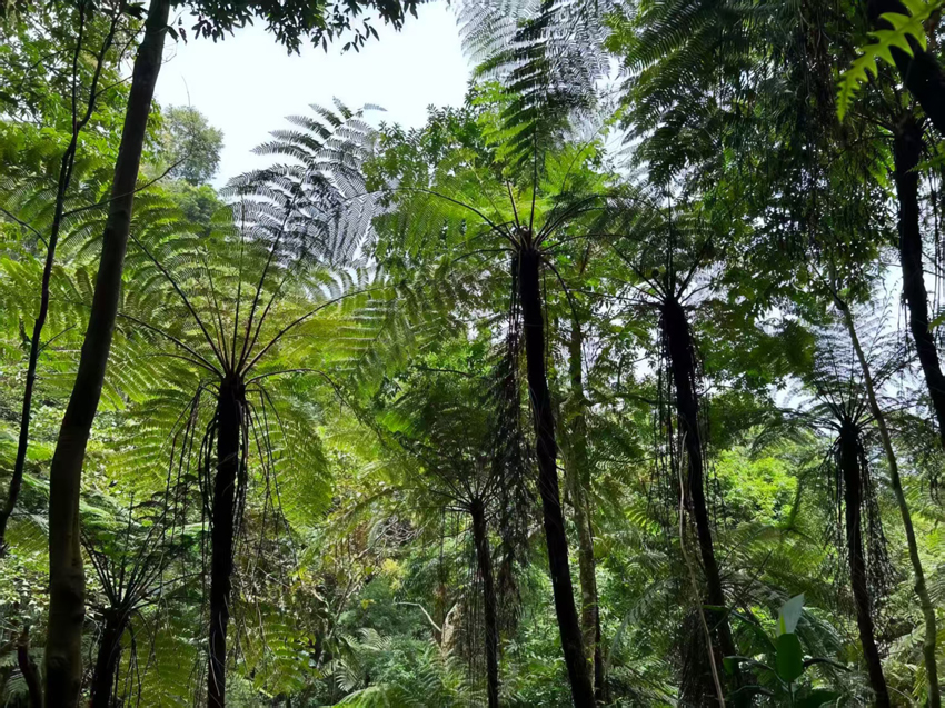 桫椤林。陈龙摄