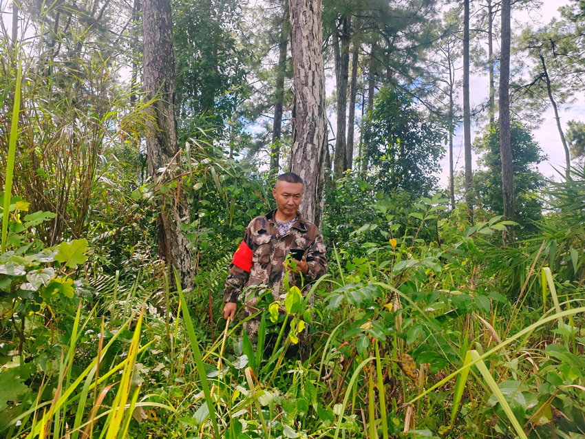 生态巡林App打卡。罗翔摄