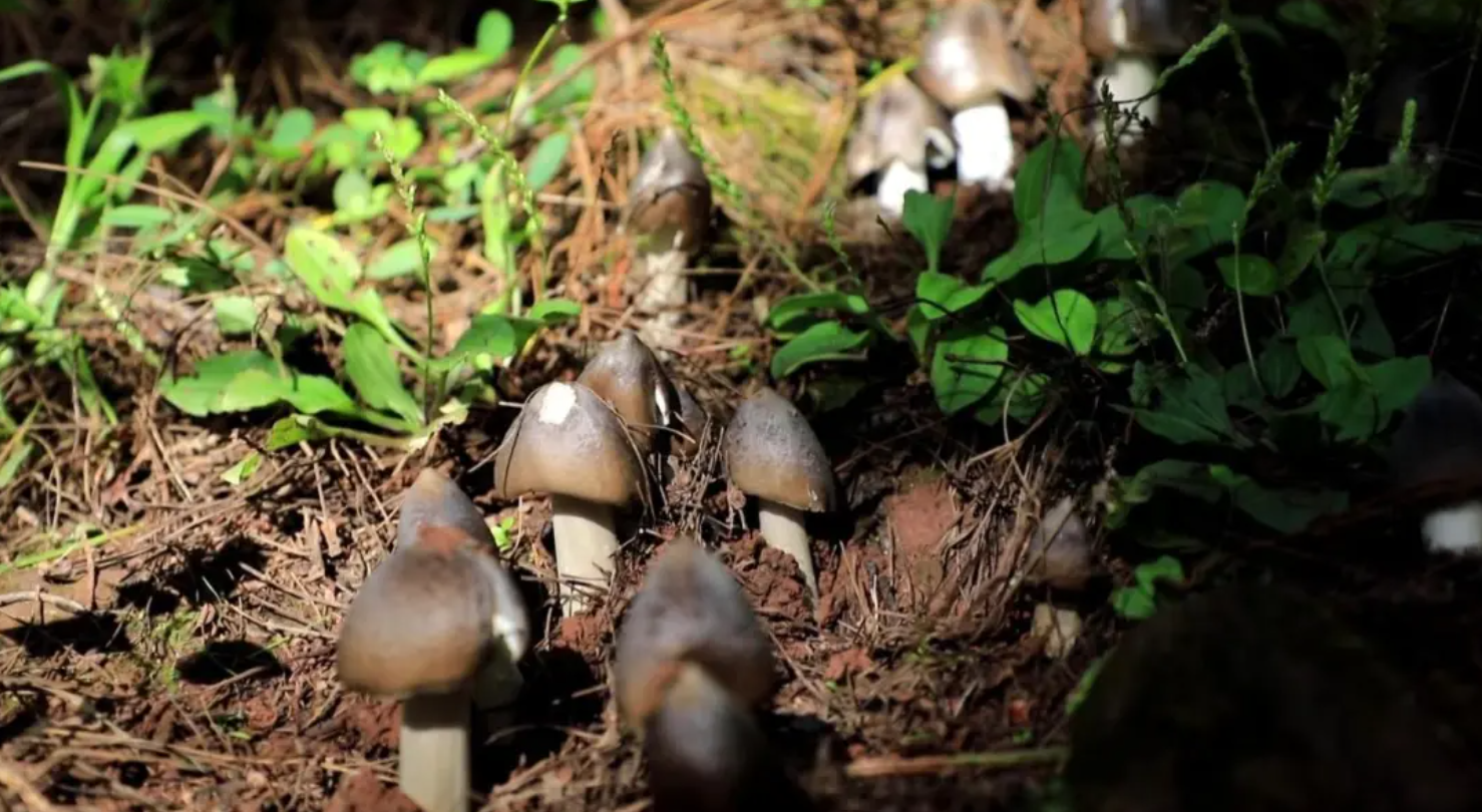 光伏板下长鸡枞!大理一地试种成功
