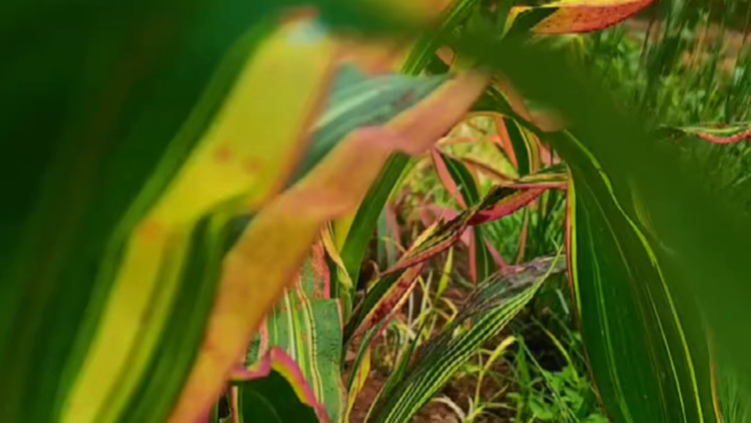 漾濞瓦厂乡 小玉米撑起大产业#乡村振兴 #漾濞 #在大理爱上生活