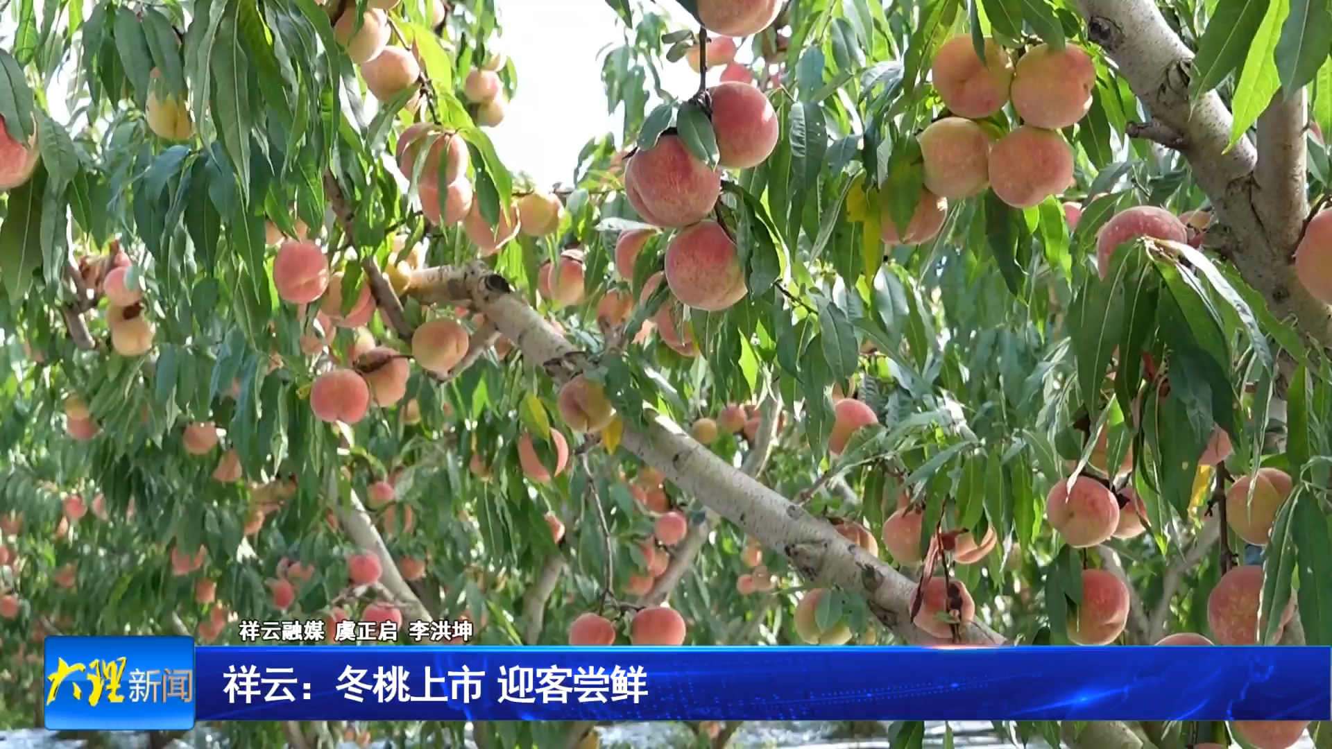 祥云：冬桃上市 迎客尝鲜