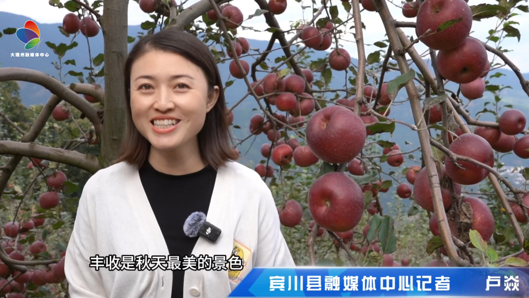 寻味宾川之金秋苹果香，甜了舌尖，鼓了腰包！#甜蜜生活在宾川 #在大理爱上生活