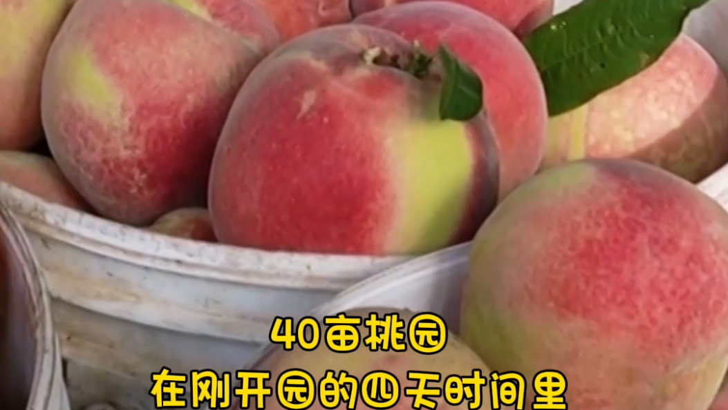 “桃”气满满！祥云冬桃压弯枝头，甜迎丰收 #在大理爱上生活 #丰收 #乡村振兴 #冬桃