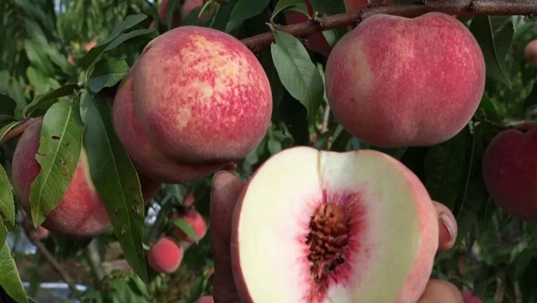 秋冬水果C位登场！祥云冬桃开摘，各地客商追着抢！