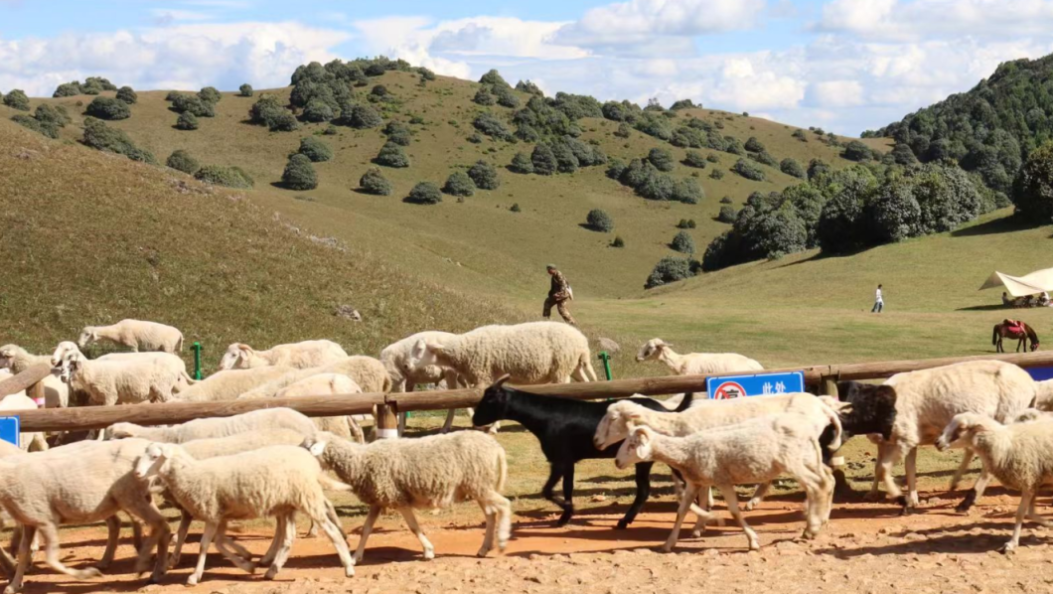 推开窗是草甸！旅居冬日，邂逅大理山巅的咖啡慢调