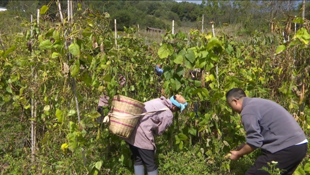 从田间到欧洲餐桌！云龙白芸豆的“逆袭之路”