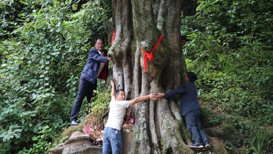 大理千岁“村民”的“延寿”计划→
