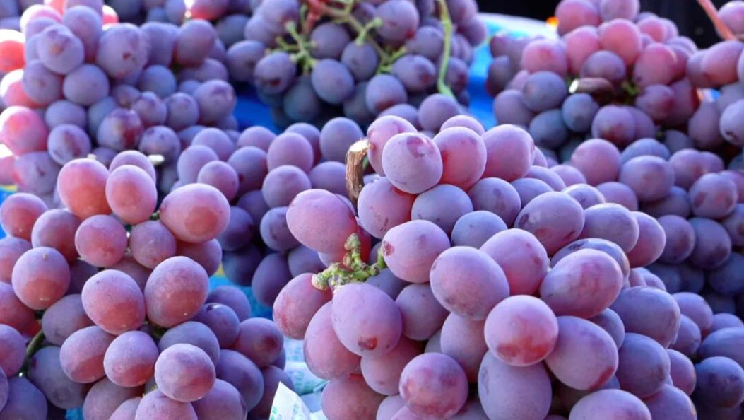 “只有我们大理宾川有！”这个错季水果，你吃过吗？🤤