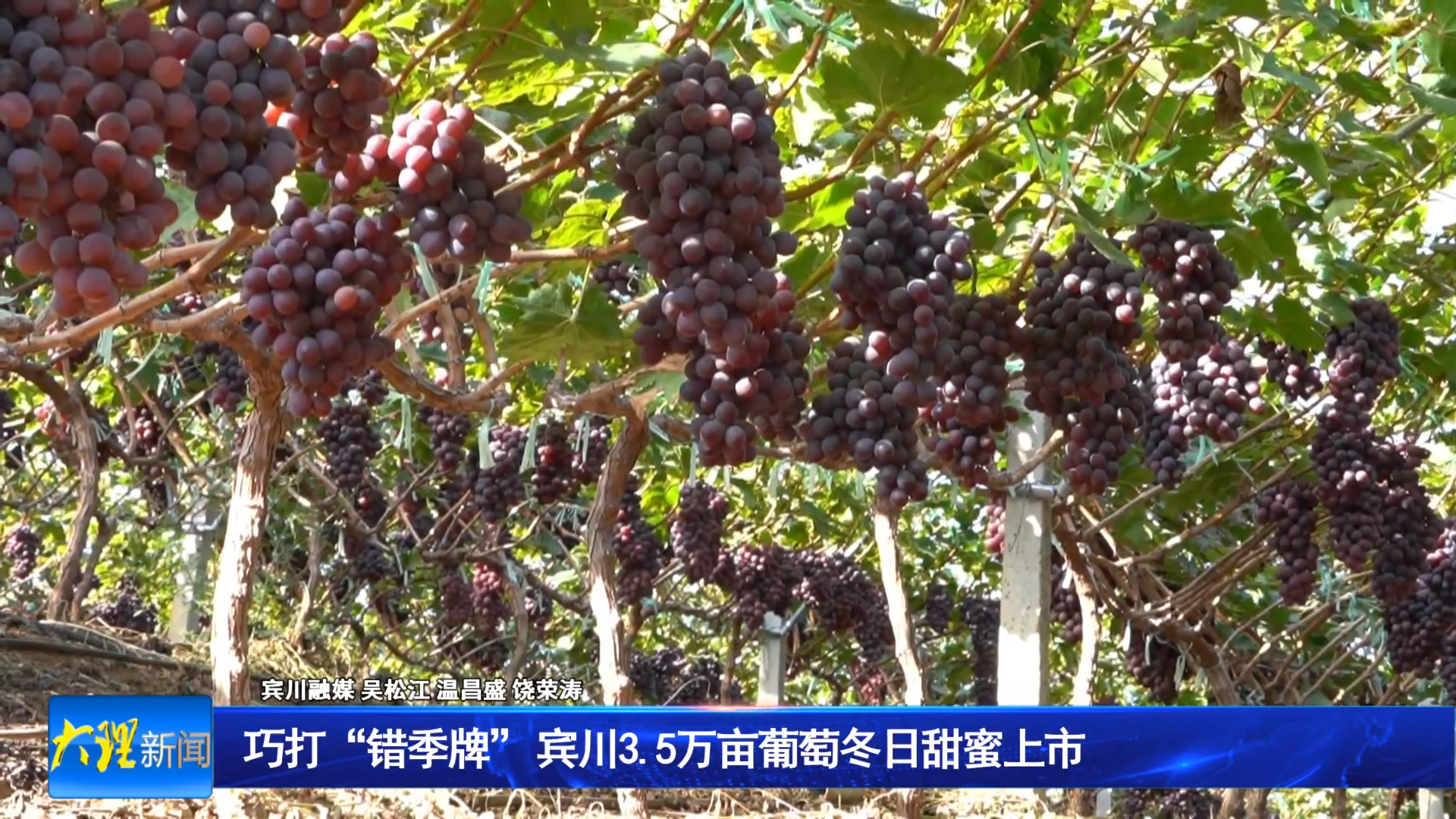 巧打“错季牌”    宾川 3.5 万亩葡萄冬日甜蜜上市
