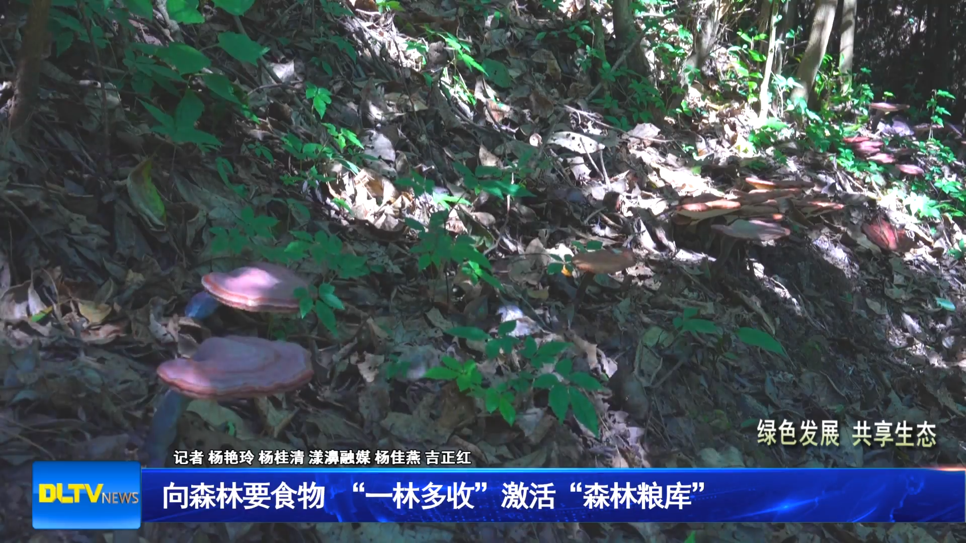 向森林要食物 “一林多收”激活“森林粮库”