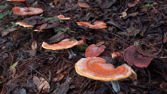 167.49 亿元！大理州“一林多收”激活“森林粮库”