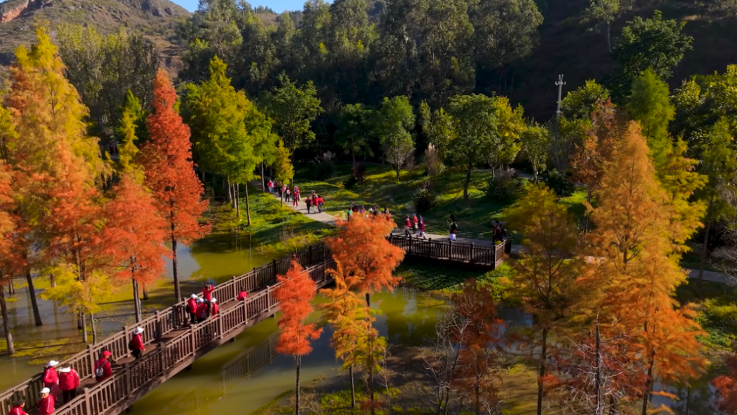 栈道穿红杉，候鸟掠湖面！大理这片湿地初冬美景直接封神