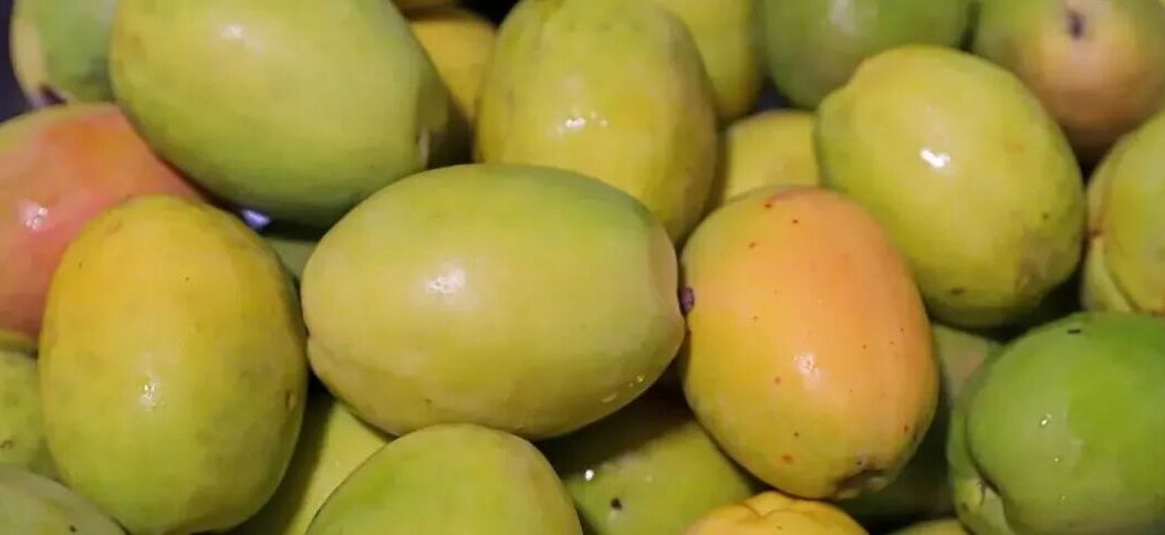 投之以木瓜｜凤羽木瓜宴