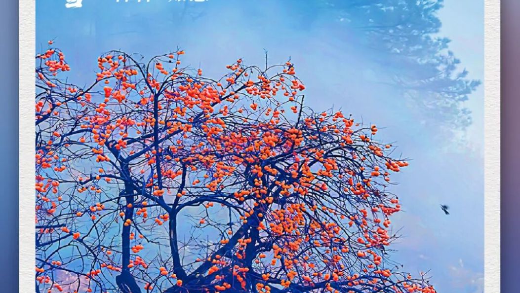 叮！你有一份“柿柿如意”待查收丨有一种叫云南的生活之365天