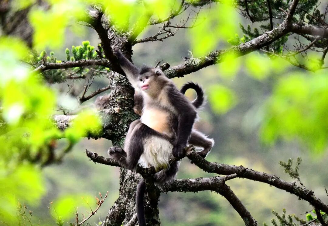 重大成果！大理这个保护区的滇金丝猴增加至350只