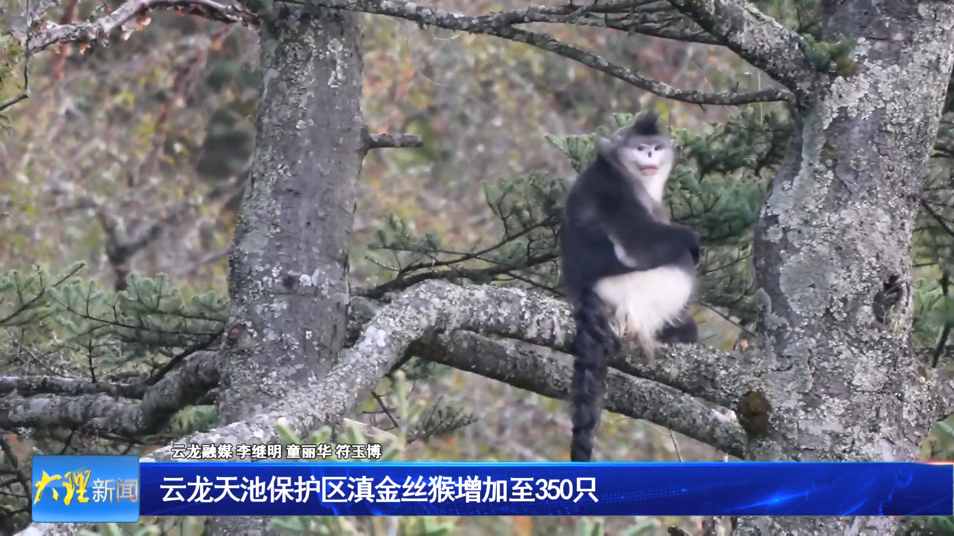 云龙天池保护区滇金丝猴增加至350只