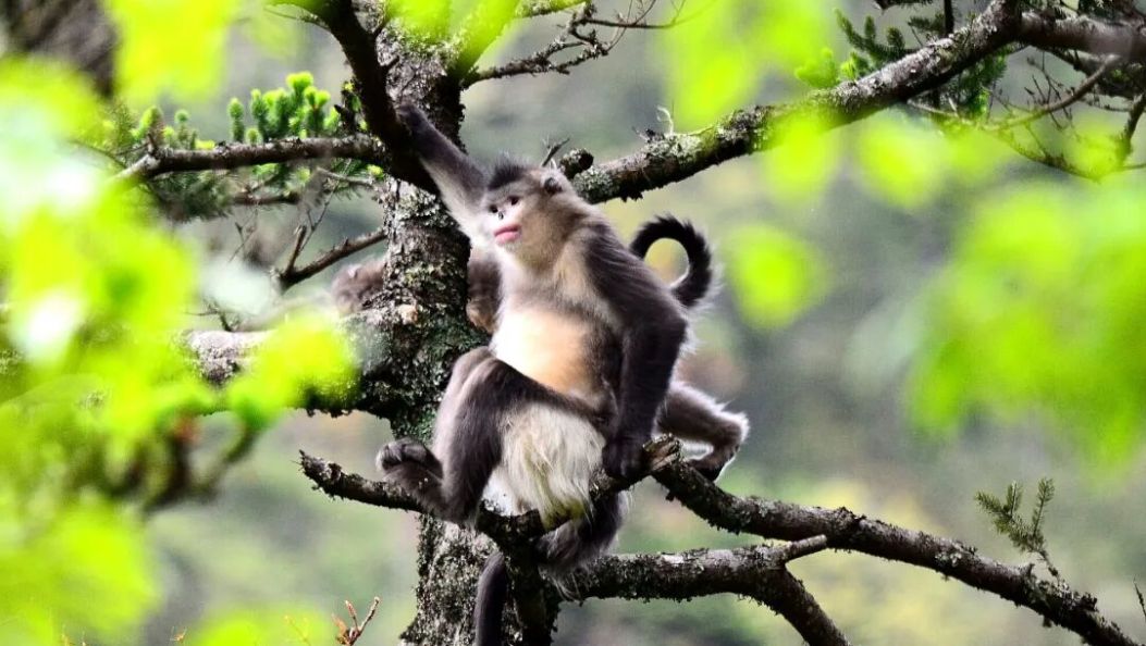 重大成果！大理这个保护区的滇金丝猴增加至350只