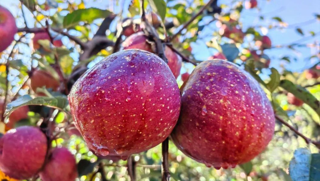 客商蹲守，日发万斤！冬日果圈C位，甜翻全国→