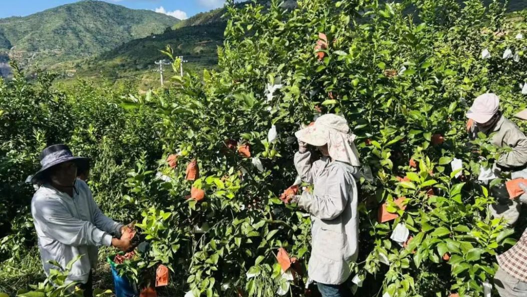 2.431万吨，2.397亿元，沪滇协作 助力巍山香水柠檬“点柠成金”！