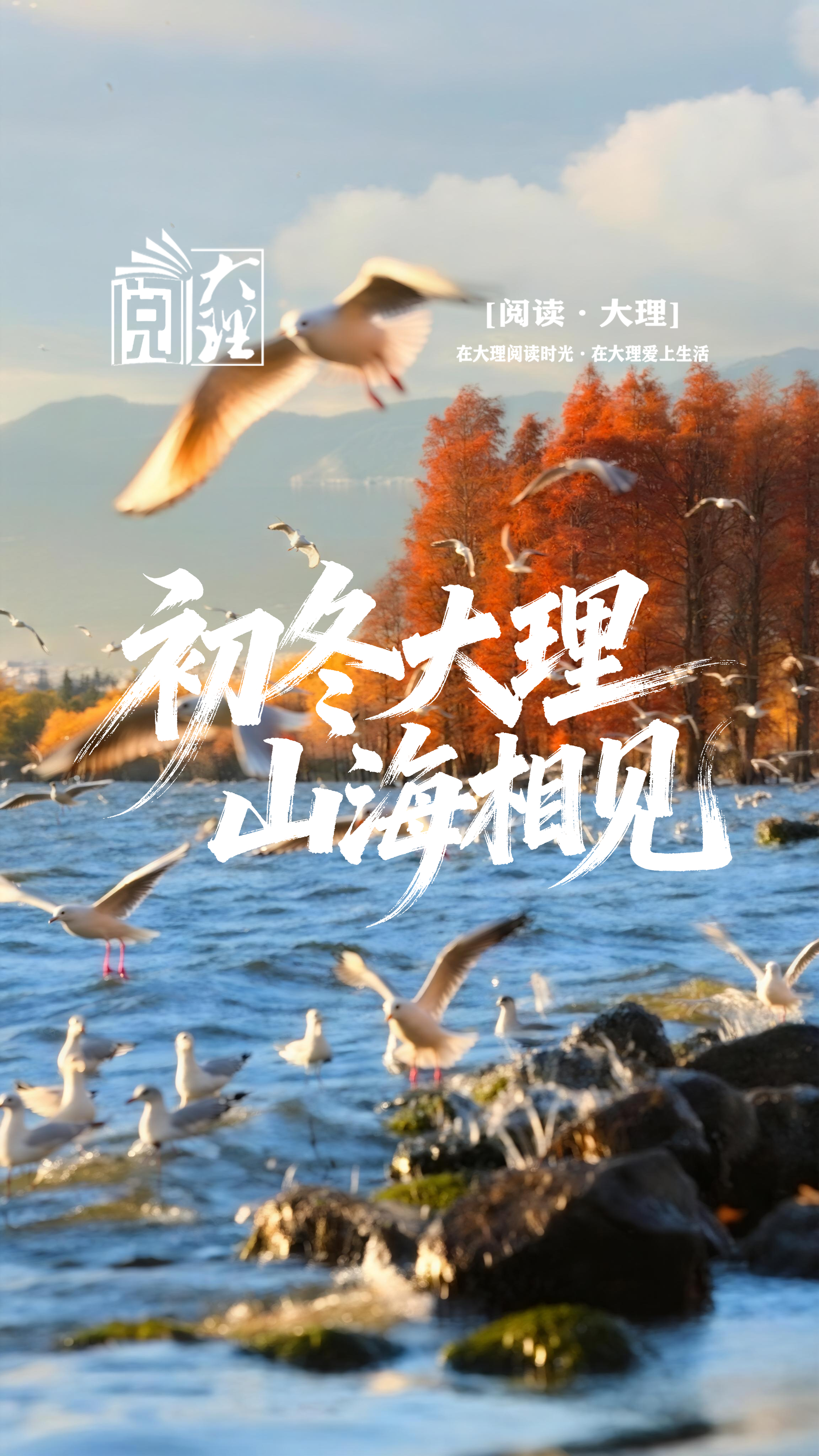 #在大理爱上生活 大理 是初冬写给人间最温柔的诗#这里是大理 #旅居大理品味乡愁  #阅读大理 #人类心灵栖居地