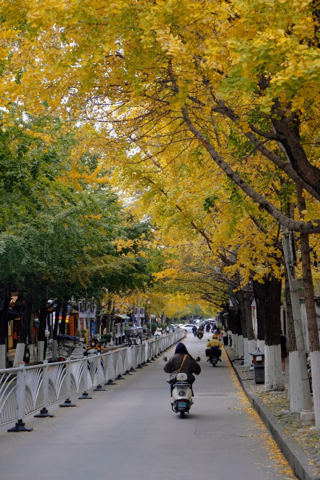 是时候约起来了！大理古城的银杏路已经美成这样→