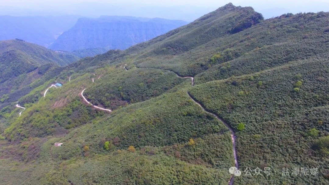 2025年4月25日拍摄于云南盐津县普洱镇正沟村万亩竹笋基地 (图为连绵起伏的万亩竹海) (1).JPG