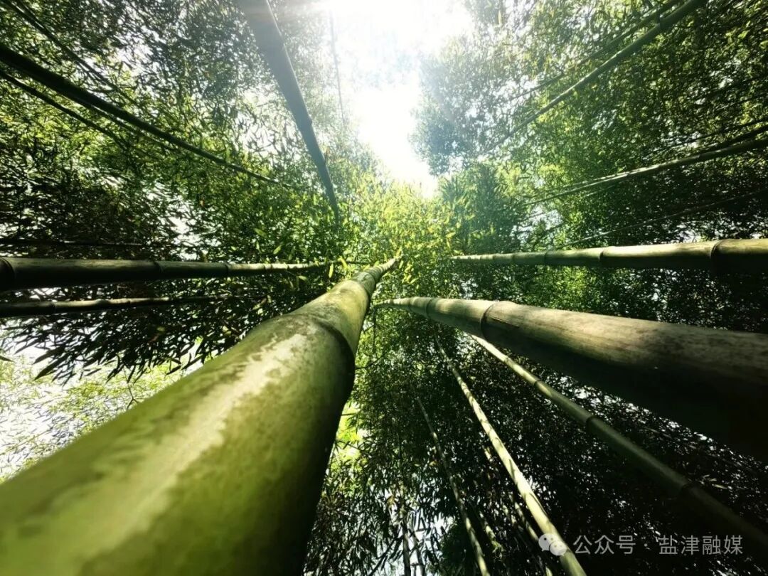 2025年4月22日拍摄于云南盐津县兴隆乡大坪村千亩雷竹种植基地 (图为青翠欲滴的千亩雷竹林) (1).jpg