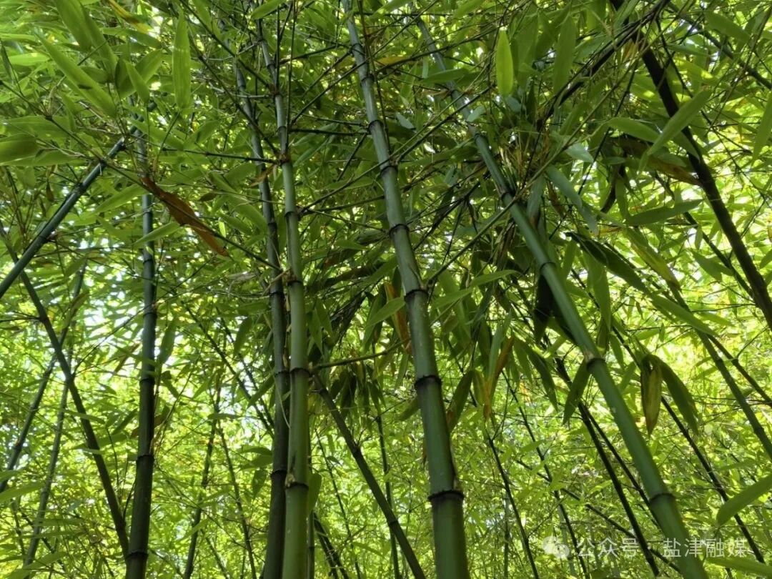 2025年8月25日拍摄于云南盐津豆沙镇长胜村(图为豆沙镇长胜村的万亩竹子种植基地) (3).jpg