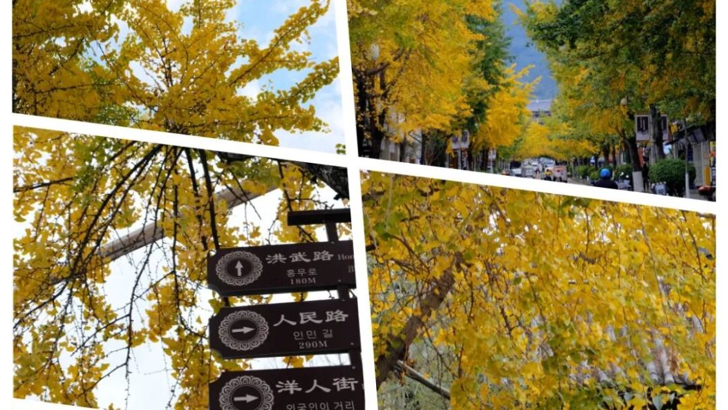 是时候约起来了！大理古城的银杏路已经美成这样→