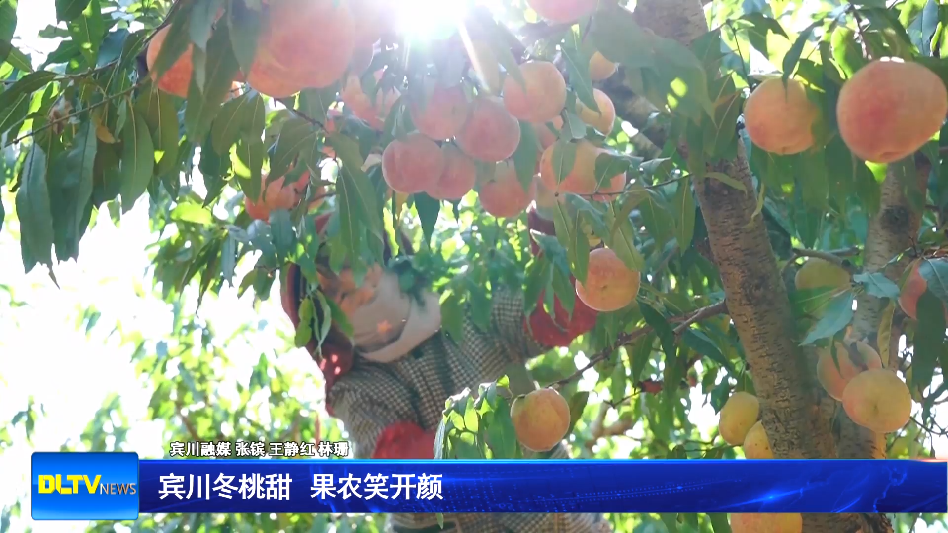 宾川冬桃甜 果农笑开颜