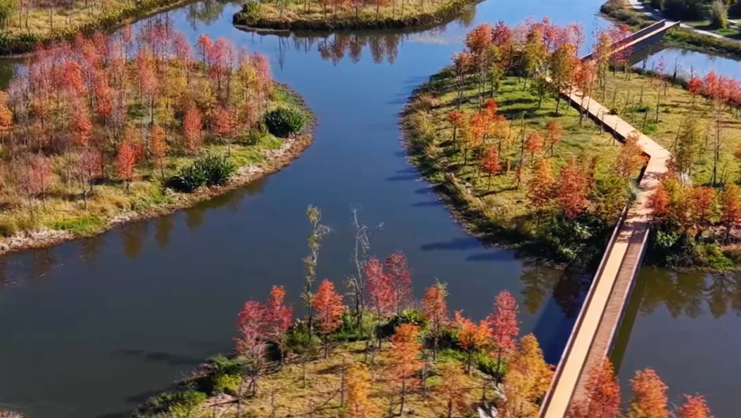 一眼沦陷！平坝海的红是冬日的情书 #在大理爱上生活 #弥渡平坝海#冬日美景 #水杉