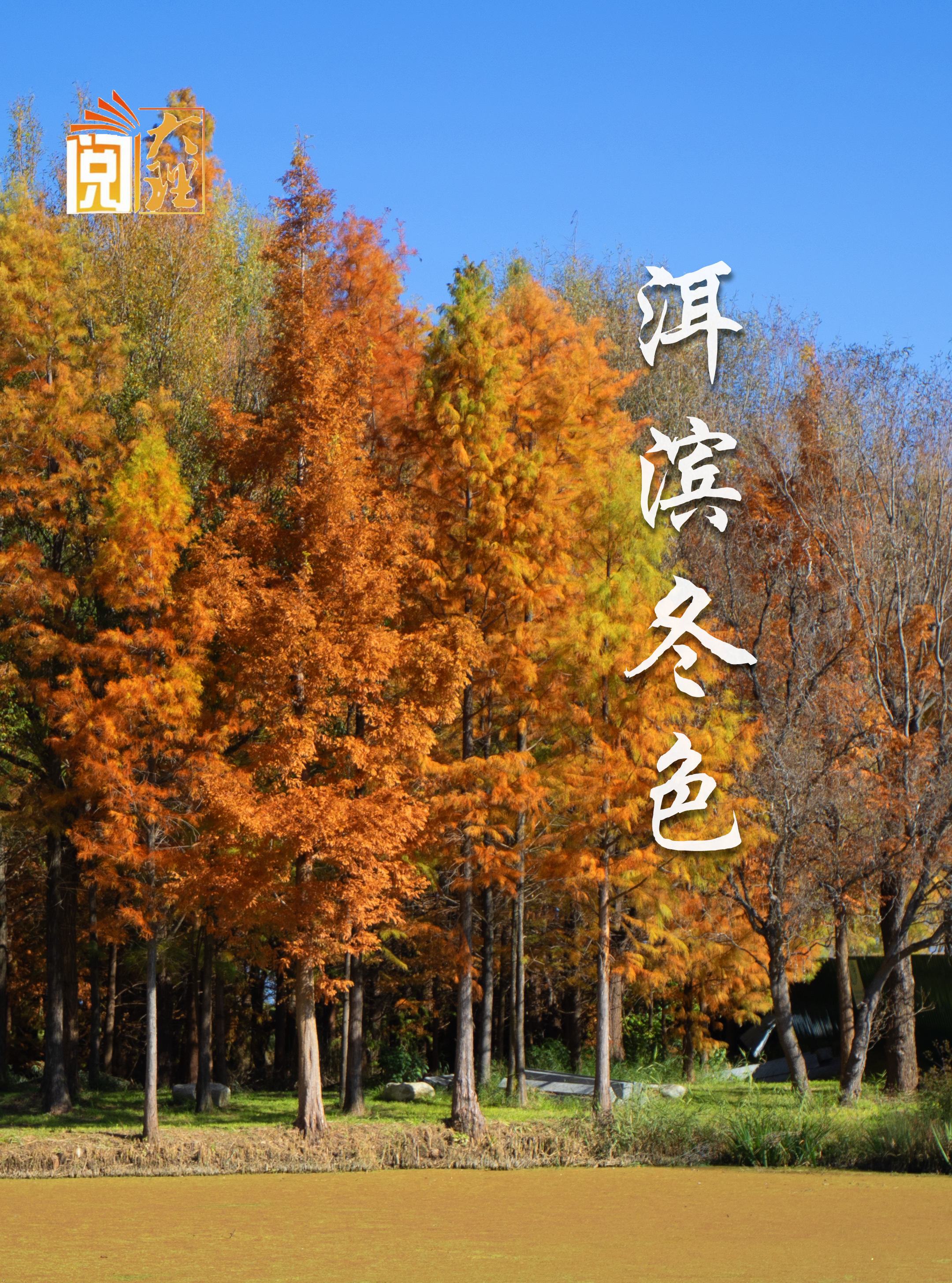 #在大理爱上生活 洱海轻披冬绮裳 湖岸疏林作彩妆#这里是大理 #人类心灵栖居地  #阅读大理