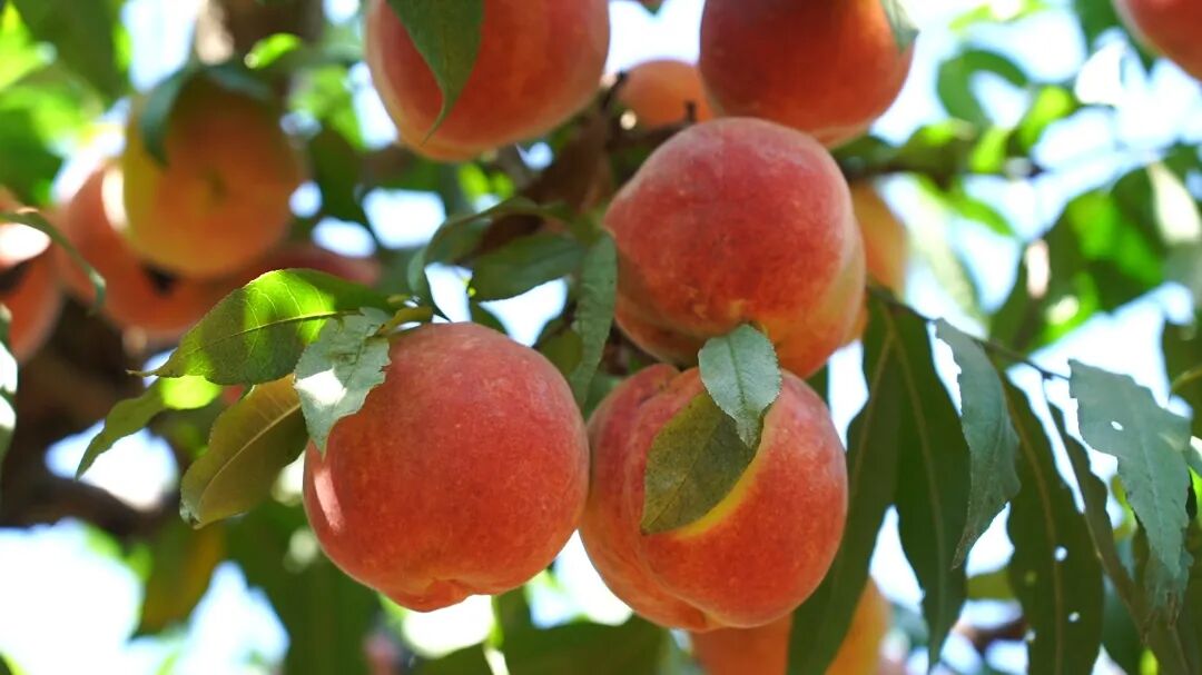 在大理270多天才长成的冬桃，会是什么样？