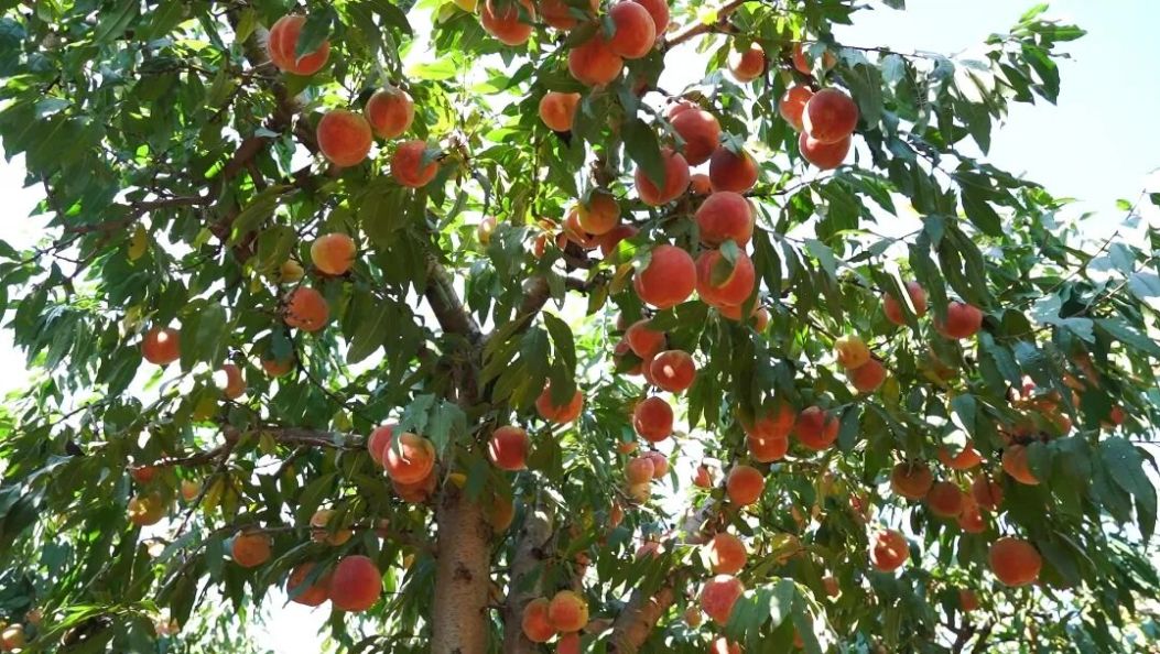 在大理270多天才长成的冬桃，会是什么样？