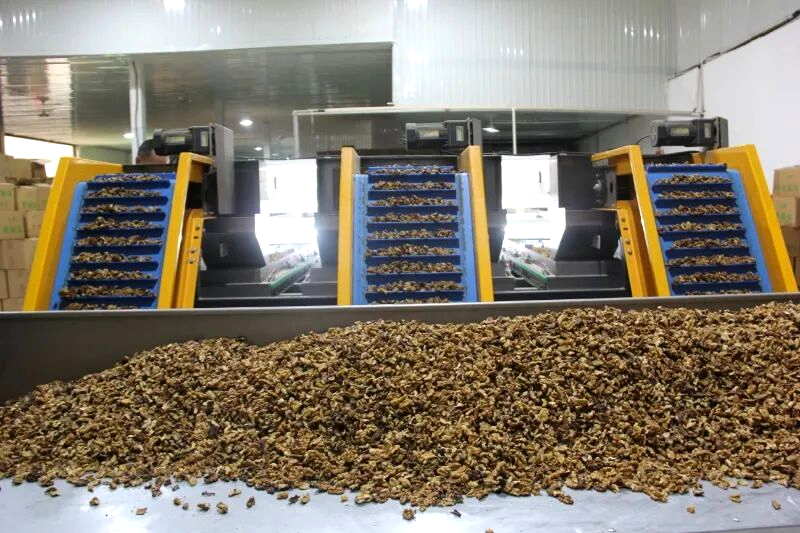 小核桃成“精品货”，智能化赋能巍山核桃产业升级~