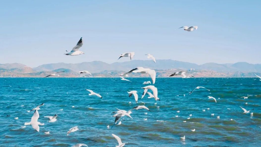 大理州负氧离子浓度、环境空气质量及洱海指数情况