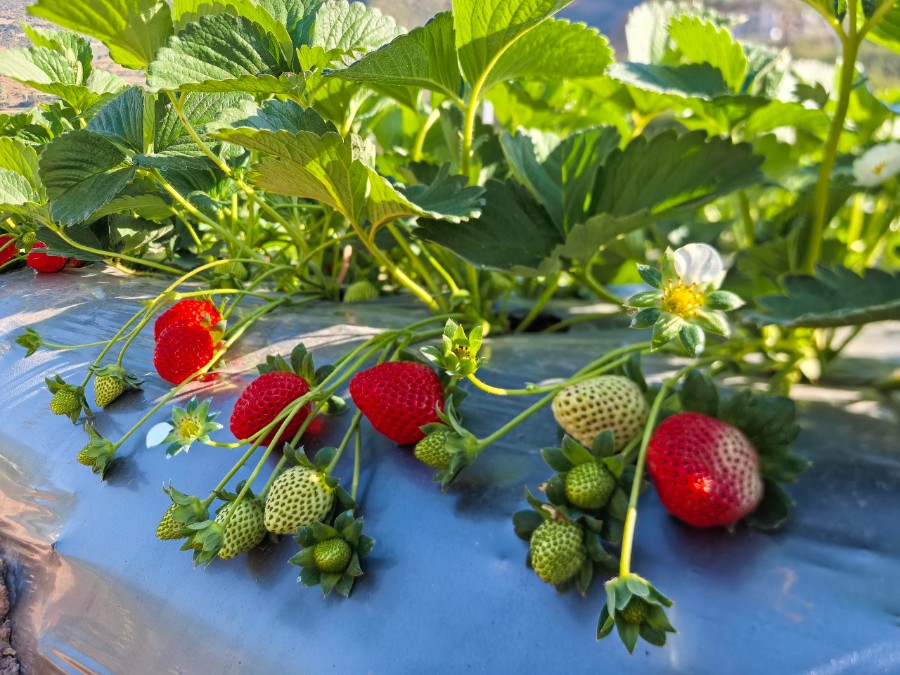 1765336316144577.jpg 冬日“莓”好时光,电力解锁种植新姿势1.jpg