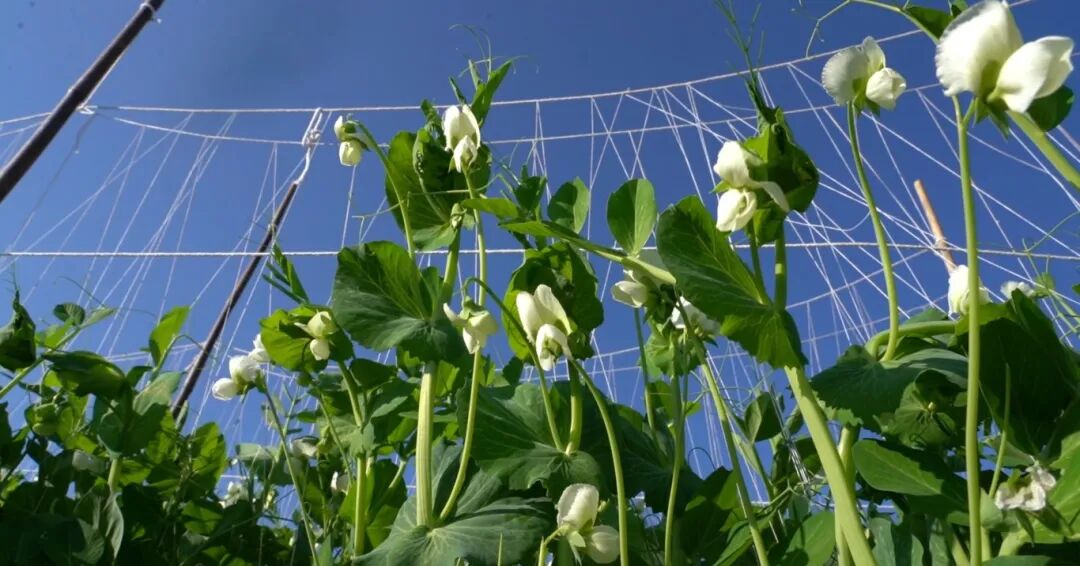 宾川冬早豌豆抢“鲜”上市，价高量大走俏市场