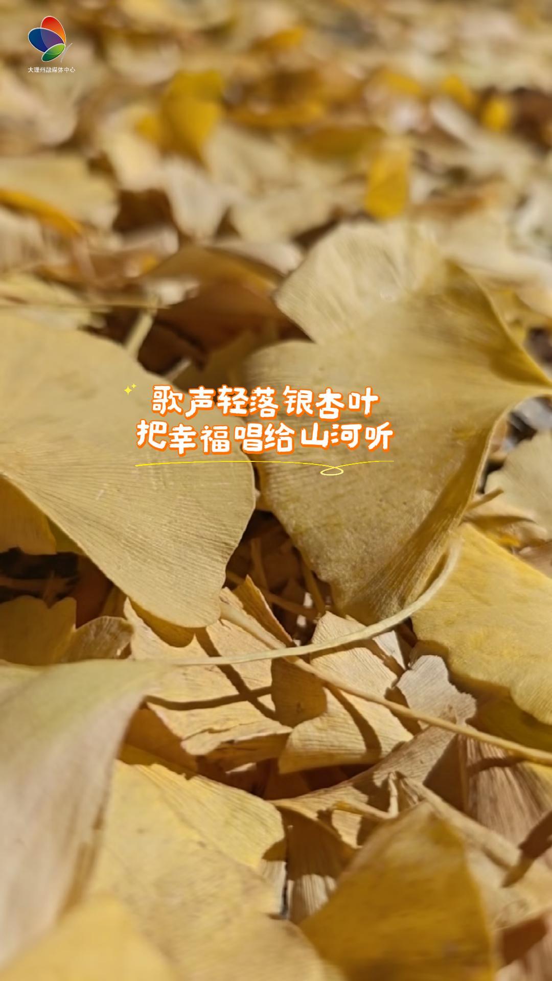 盛装映银杏 红歌赞盛世 #在大理爱上生活 #旅居大理