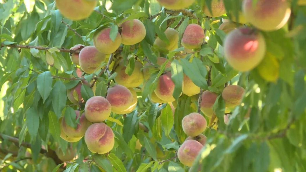 大理弥渡冬桃书写致富“甜蜜文章”