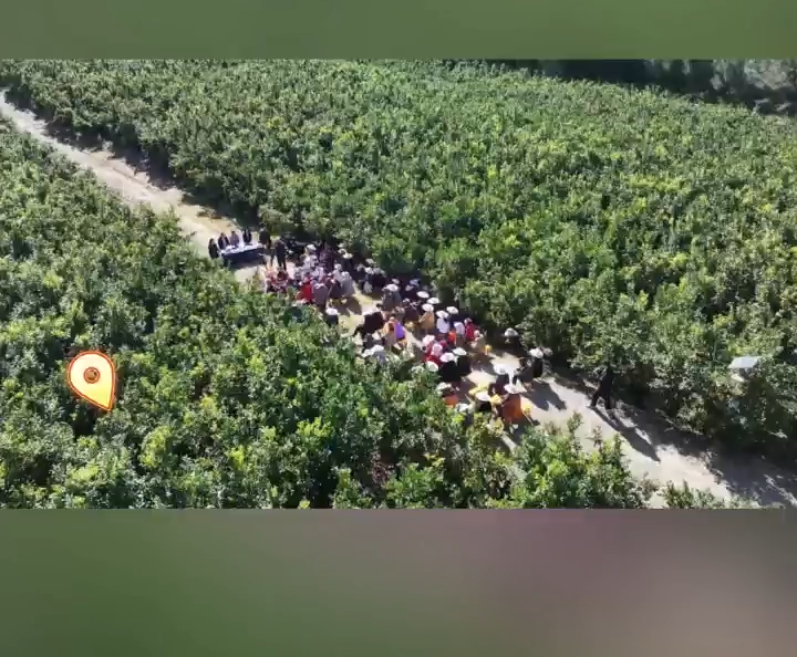  党的二十届四中全会精神州委宣讲团走进宾川万亩柑橘园 #党的二十届四中全会精神宣讲进基层 #在大理爱上生活