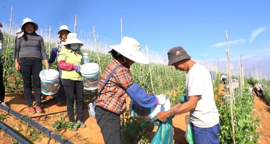 宾川冬早豌豆抢“鲜”上市，价高量大走俏市场