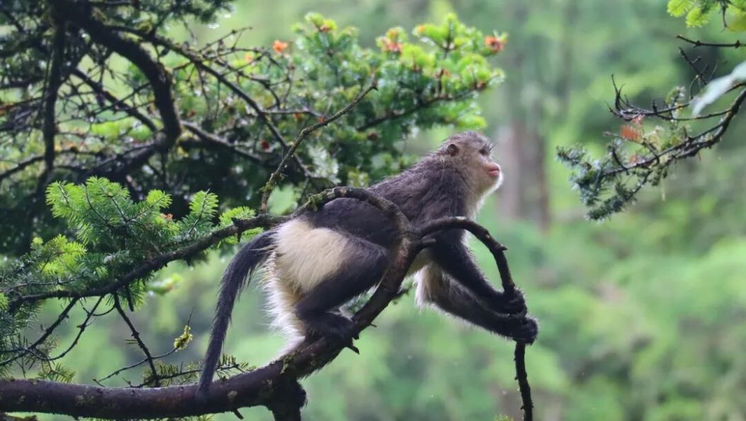 云南首个！大理一自然保护区列入世界级名录