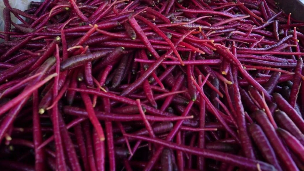 脆甜10°+！百年“紫玉萝”成村民“甜蜜提款机”