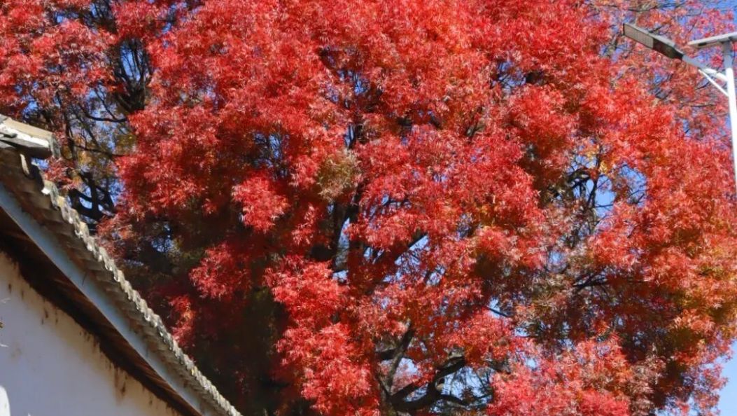 大理鹤庆古漆树：历经500个冬天，今又红了