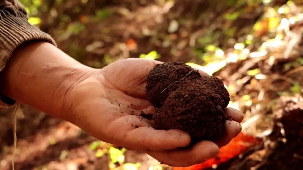 30分钟“掘金”千元！看他们如何守护大理这片山林里的“黑钻石”