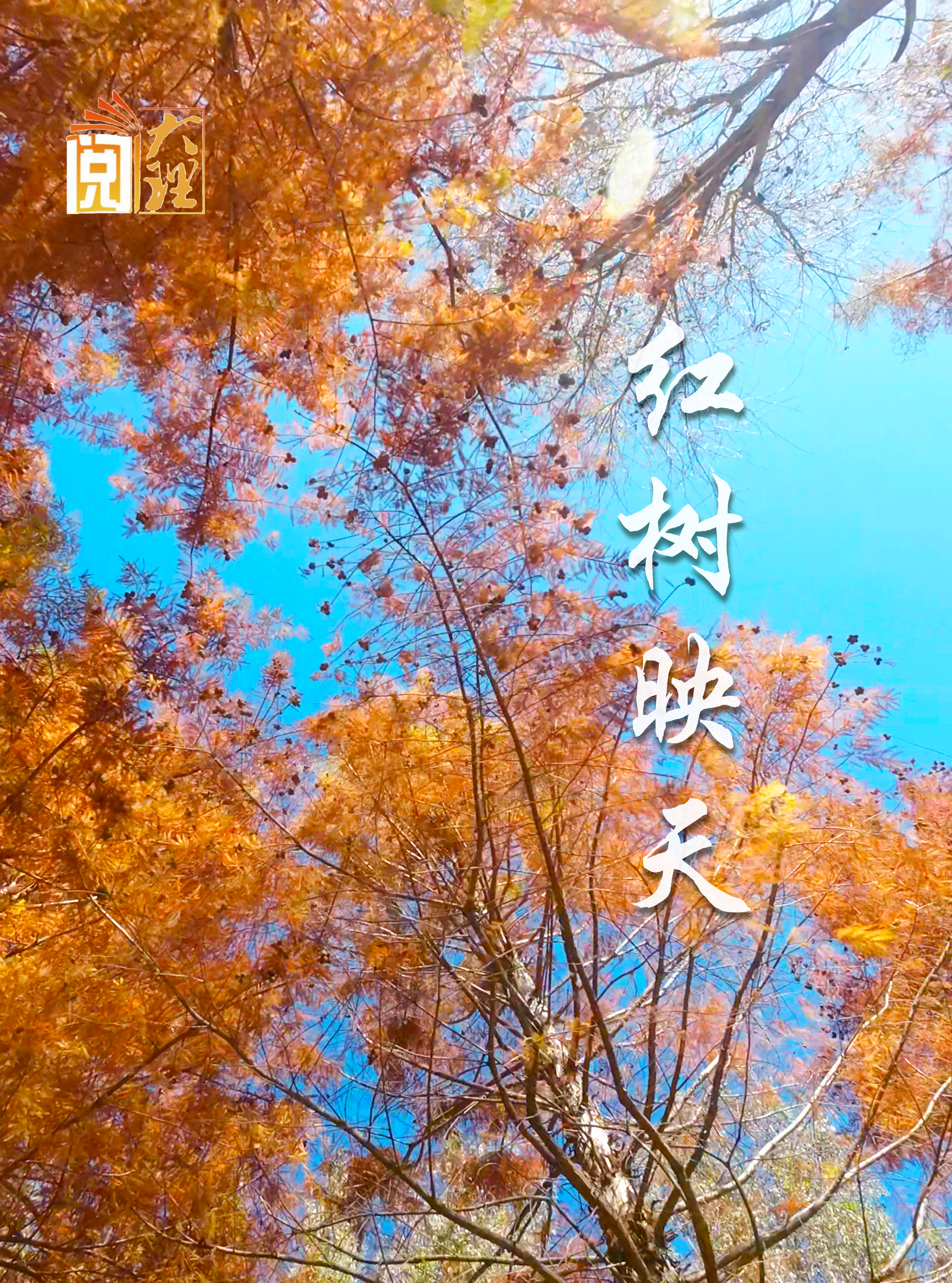 #在大理爱上生活 茈碧湖畔 红树映天#这里是大理 #人类心灵栖居地大理  #阅读大理