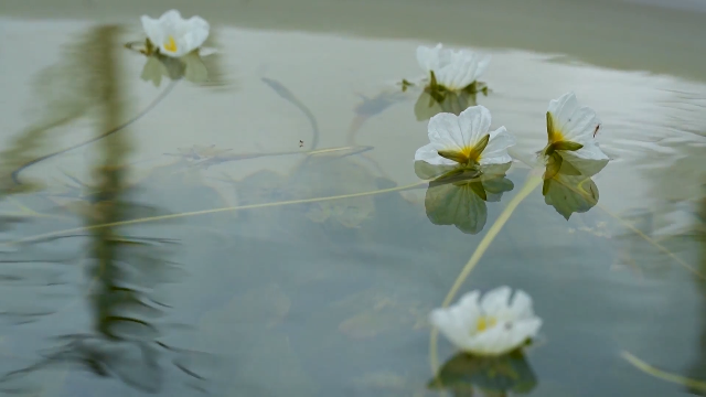一朵海菜花的“两山”转化记