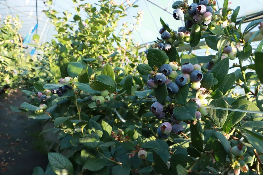 “莓”好预警！“蓝胖子”挂满枝，产值直冲150万→